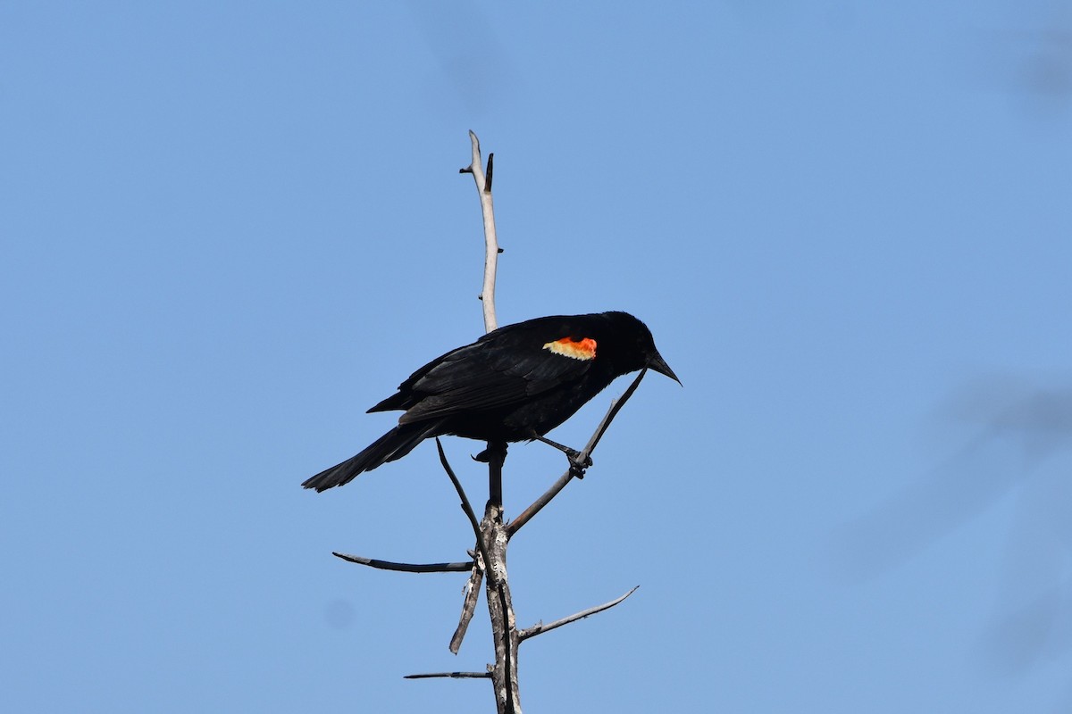 Red-winged Blackbird - ML637304195