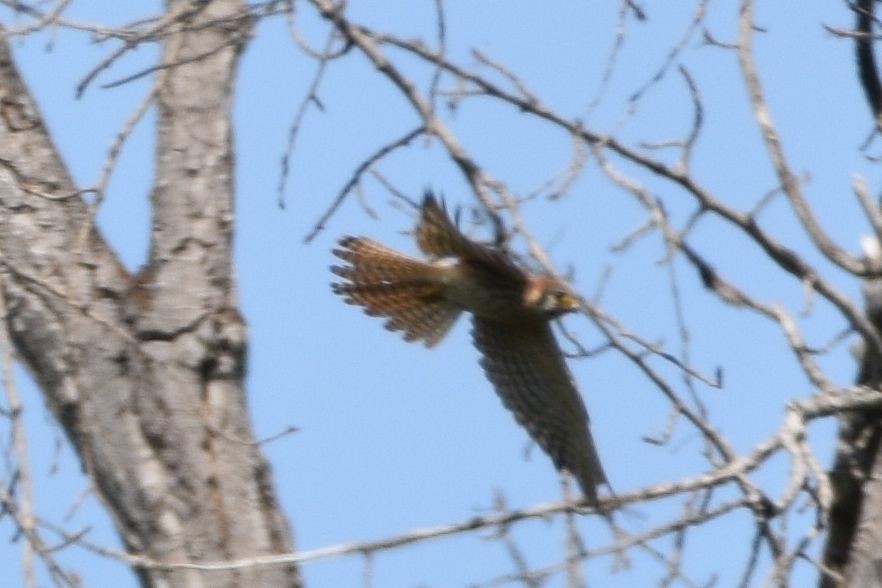 American Kestrel - ML637304197