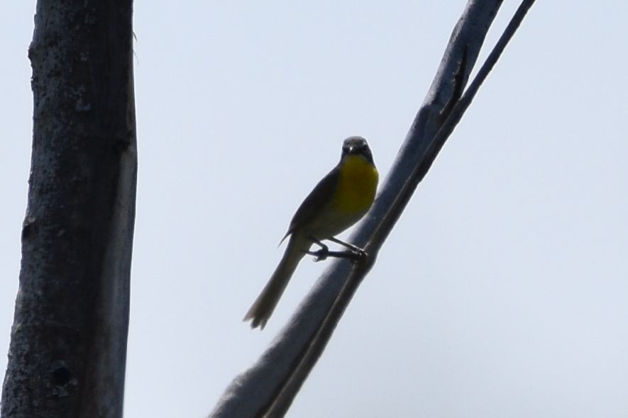 Yellow-breasted Chat - ML637304203