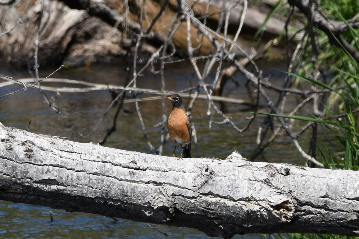 American Robin - ML637304205