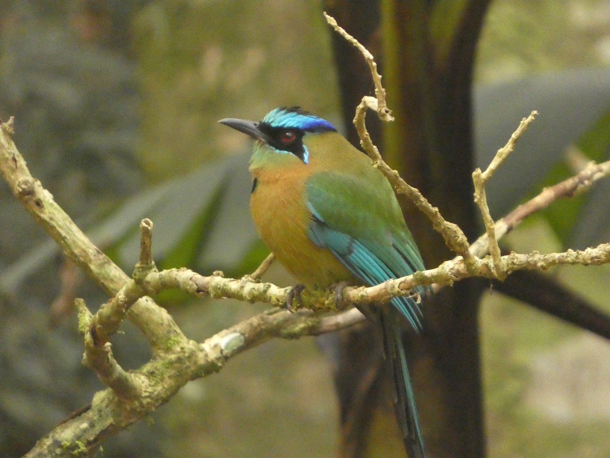 Lesson's Motmot - ML637304230