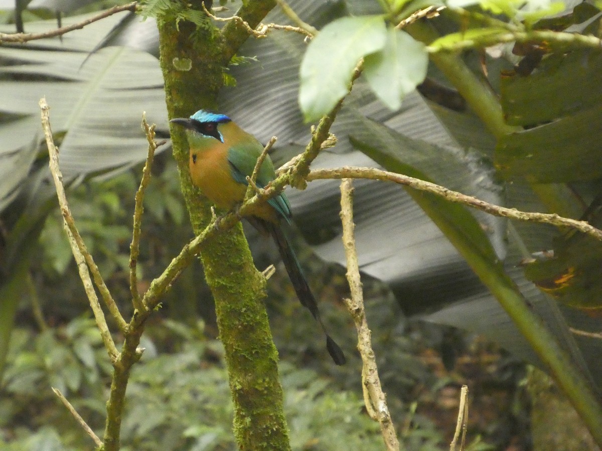 Lesson's Motmot - ML637304231