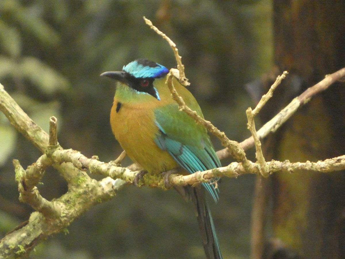 Lesson's Motmot - ML637304233