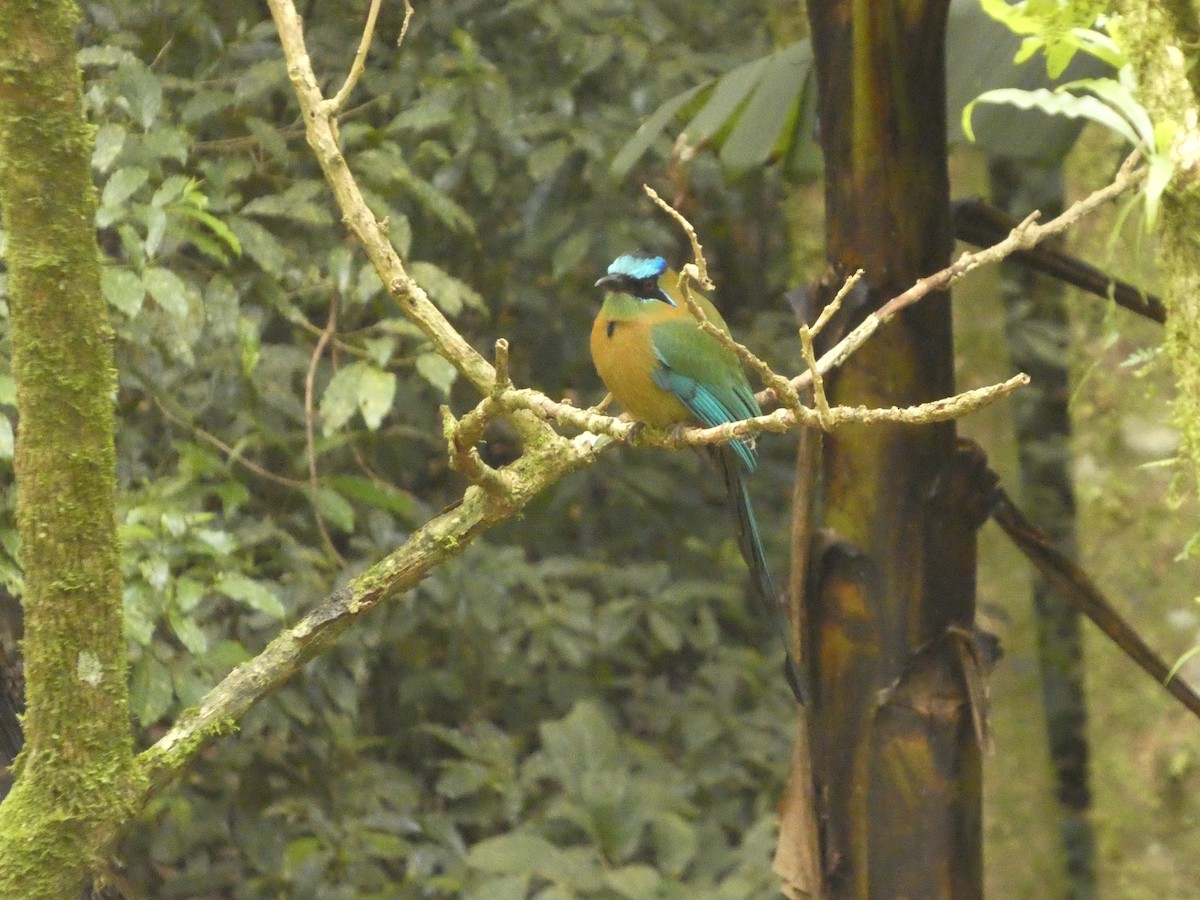 Lesson's Motmot - ML637304234