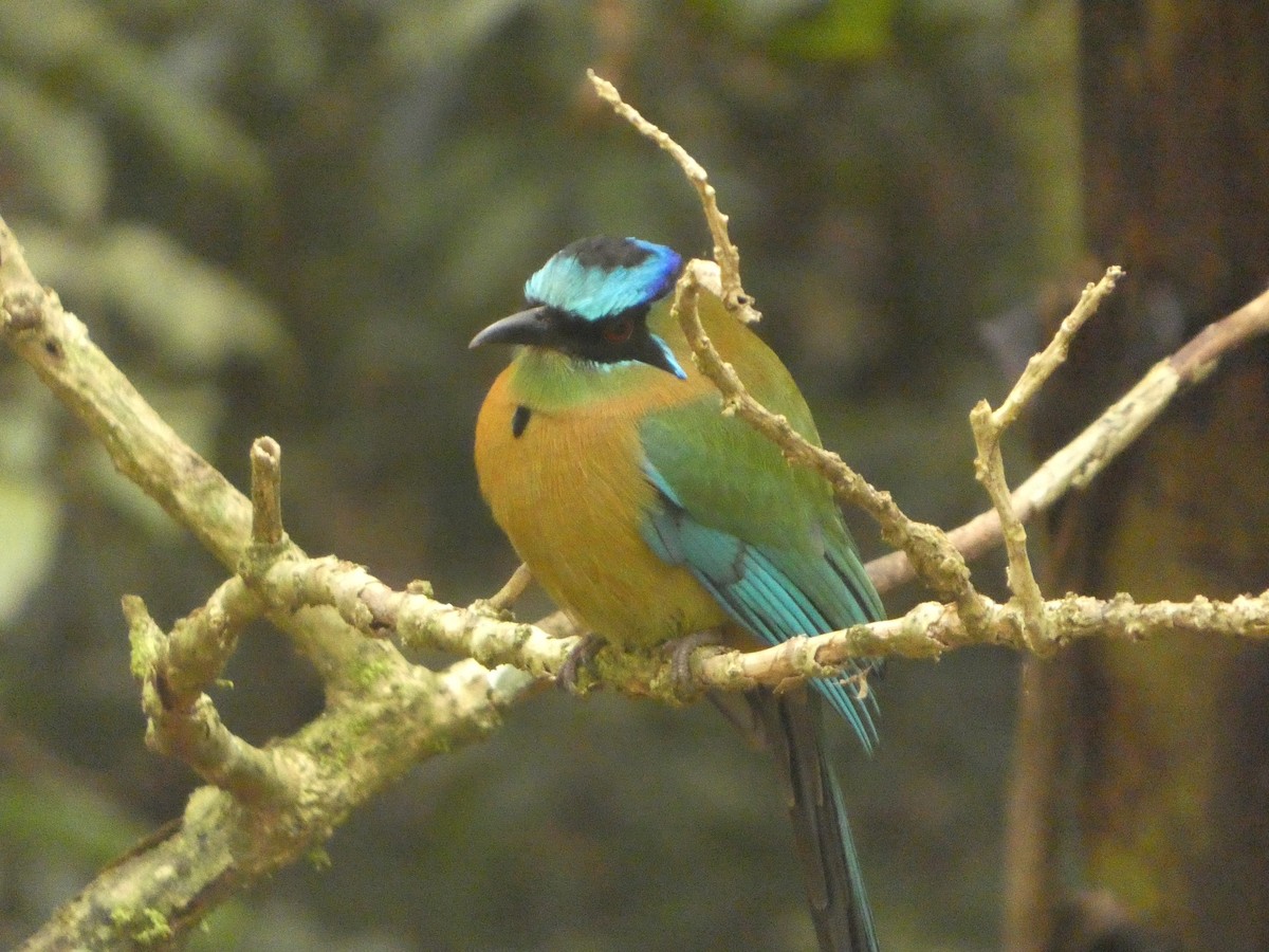 Lesson's Motmot - ML637304235