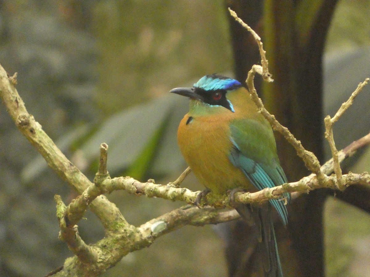 Lesson's Motmot - ML637304236