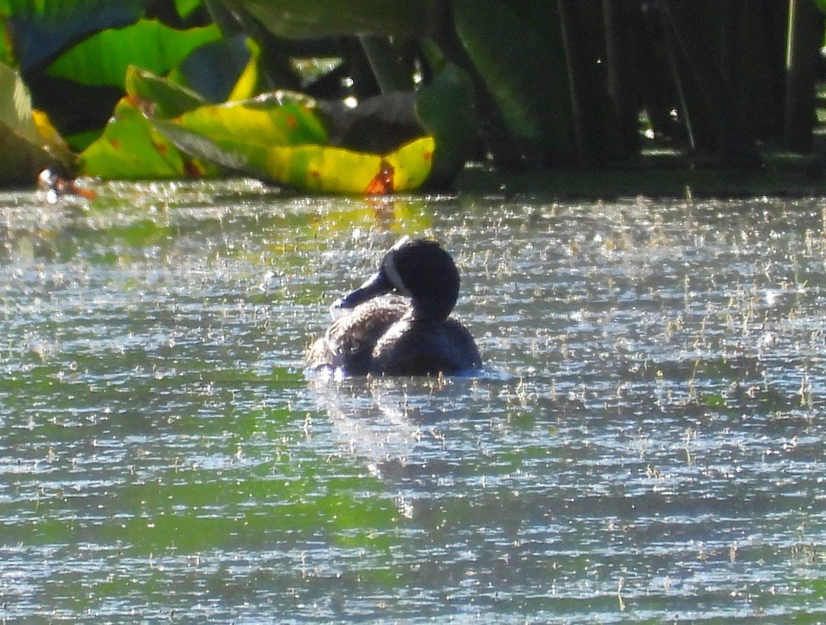 Blue-winged Teal - ML637304241