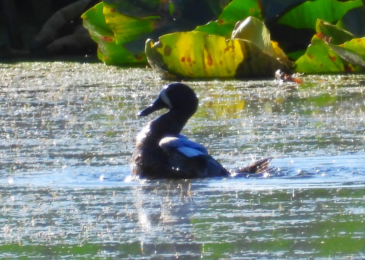 Blue-winged Teal - ML637304242