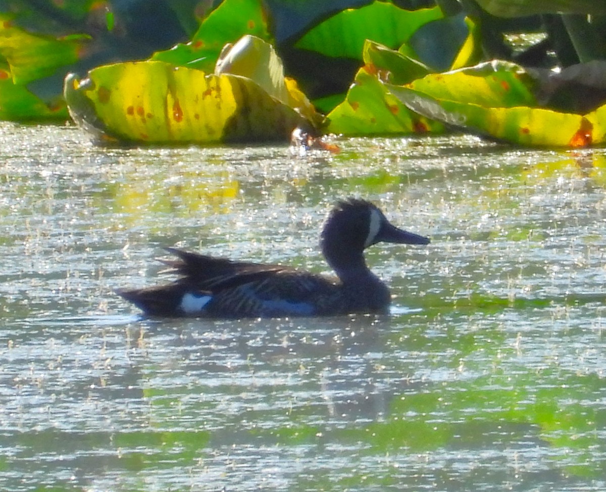 Blue-winged Teal - ML637304243