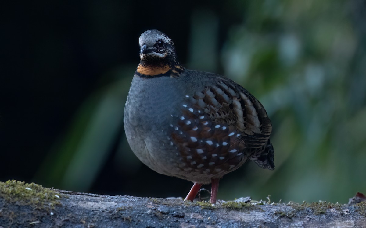 Rufous-throated Partridge - ML637304326
