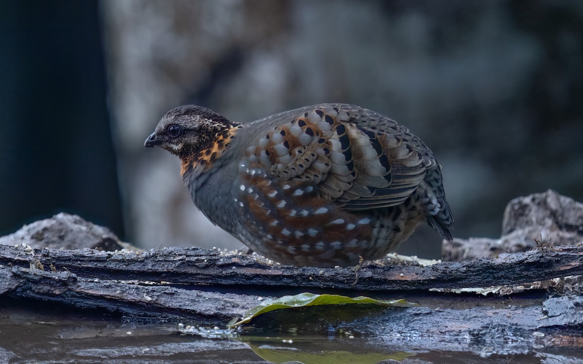 Rufous-throated Partridge - ML637304327