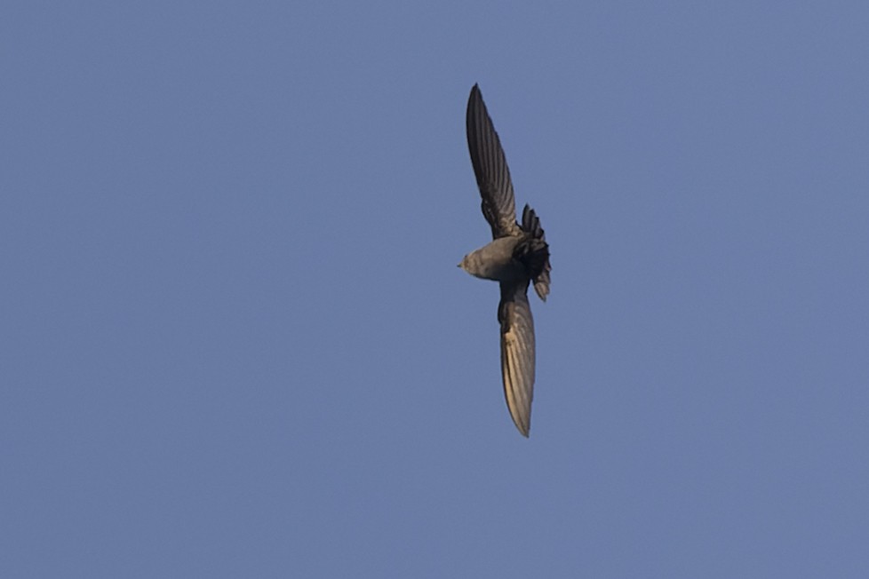 Short-tailed Swift - ML637304340