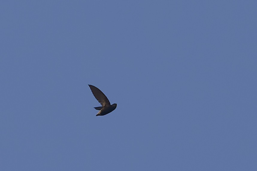 Short-tailed Swift - ML637304341