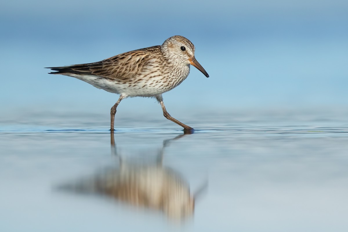 Ak Sokumlu Kumkuşu - ML637304344