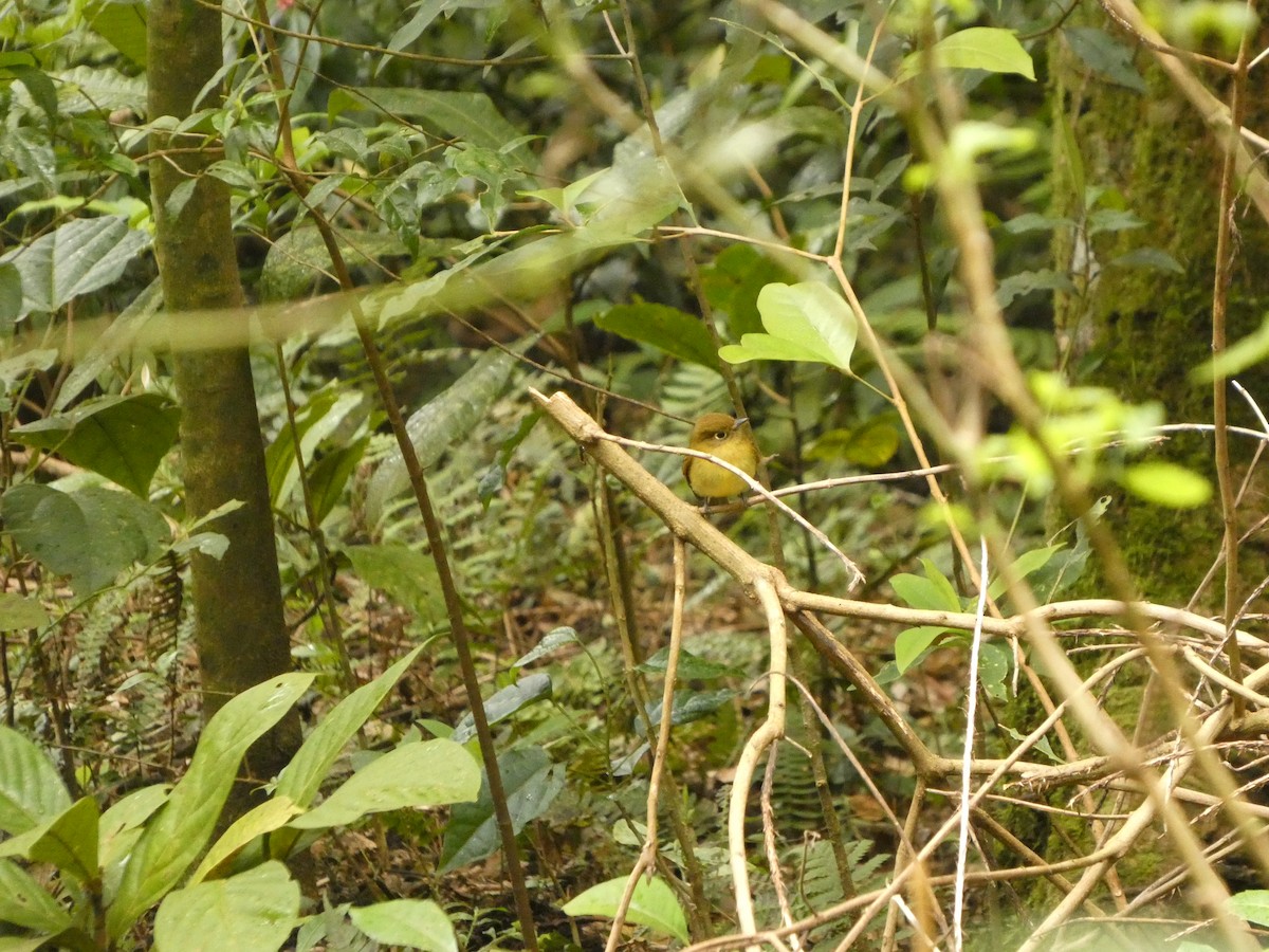 new world flycatcher sp. - ML637304434