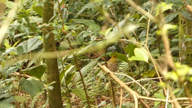 new world flycatcher sp. - ML637304435