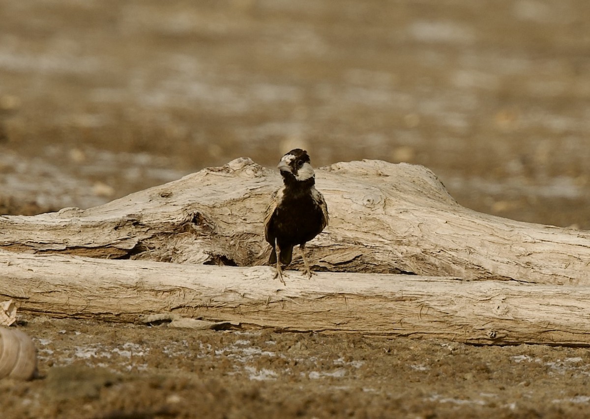 Black-crowned Sparrow-Lark - ML637304602