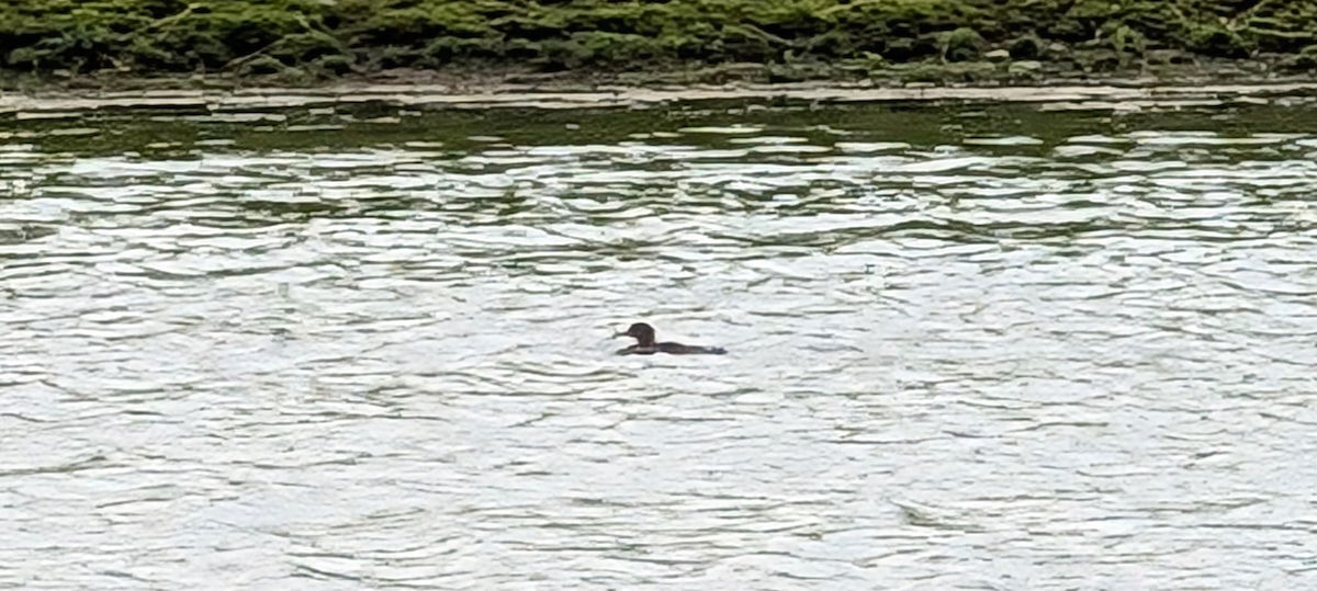 merganser sp. - ML637304706