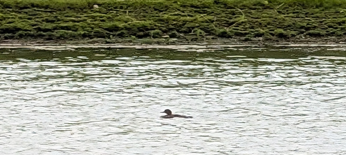 merganser sp. - ML637304707