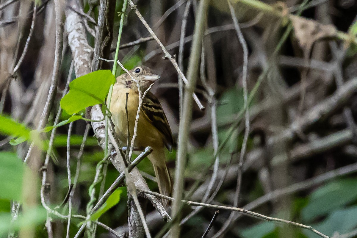 Black-backed Antshrike - ML637304808
