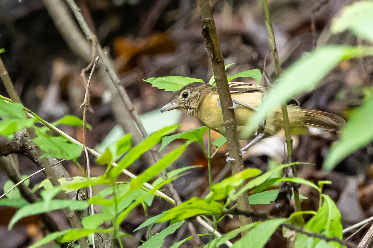 Black-backed Antshrike - ML637304809
