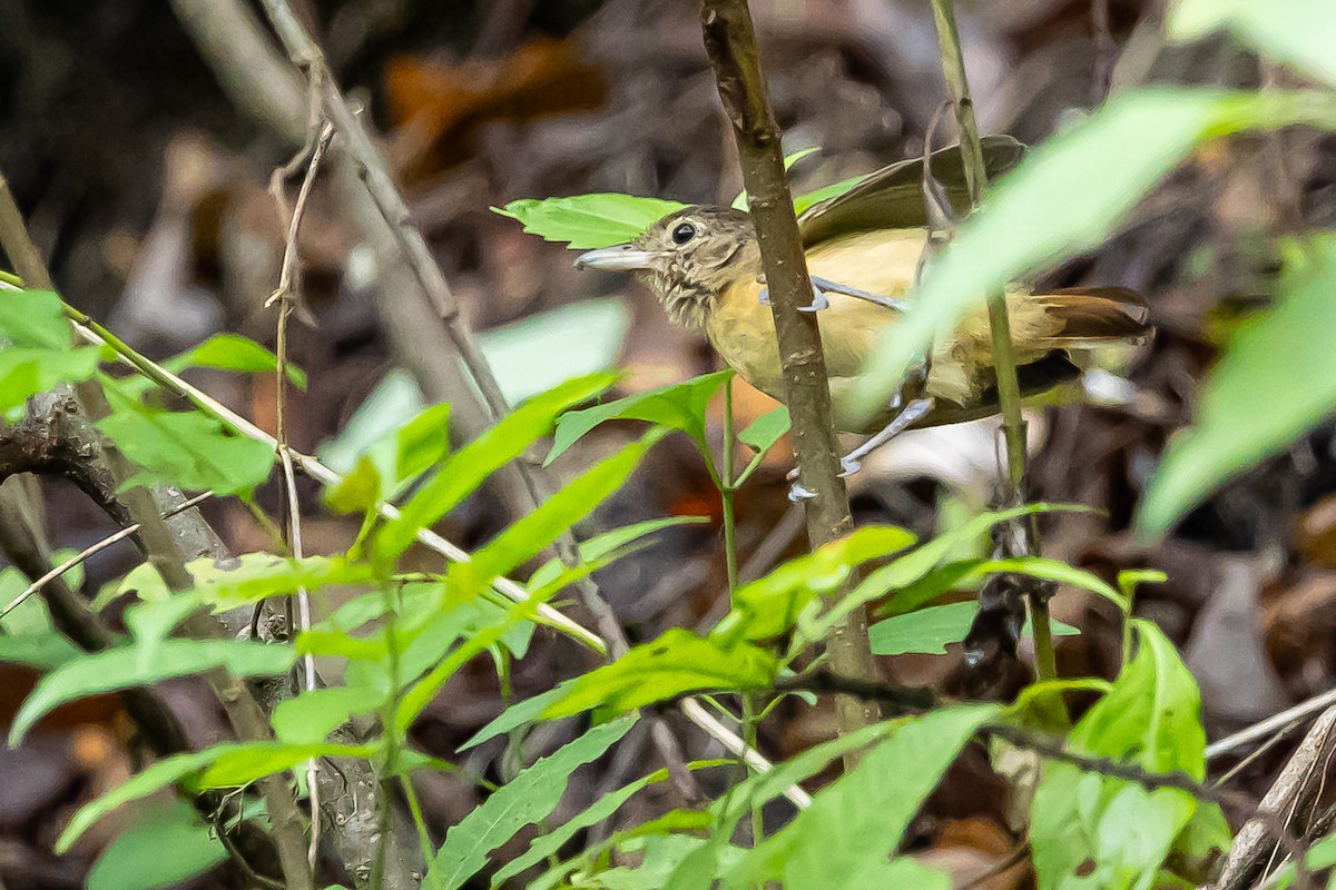 Black-backed Antshrike - ML637304810