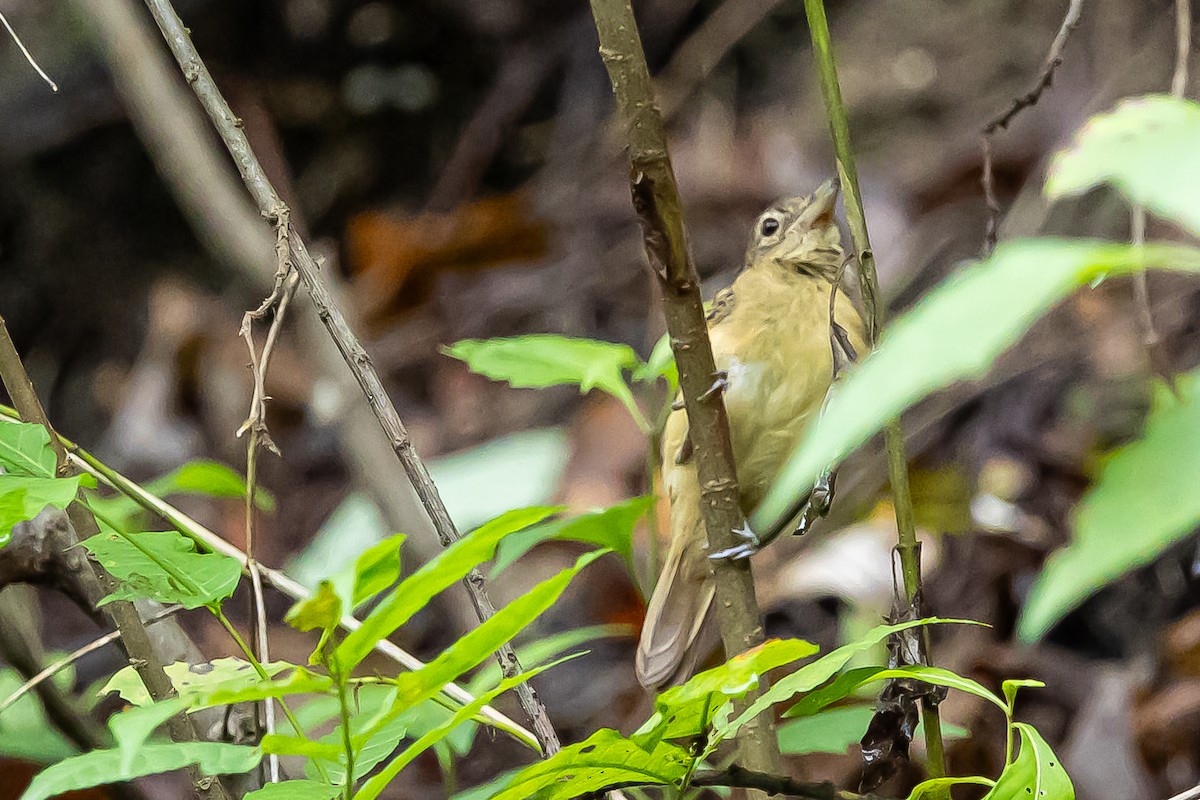 Black-backed Antshrike - ML637304811