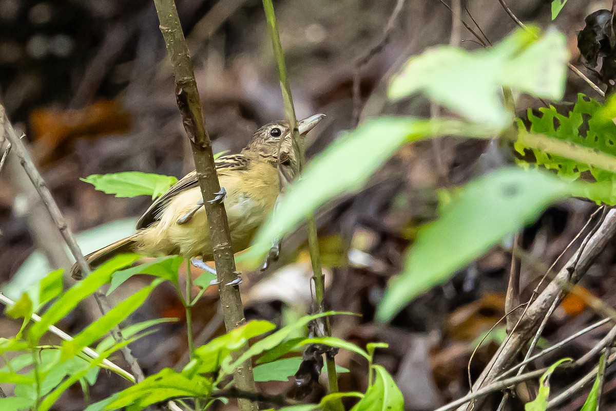 Black-backed Antshrike - ML637304812