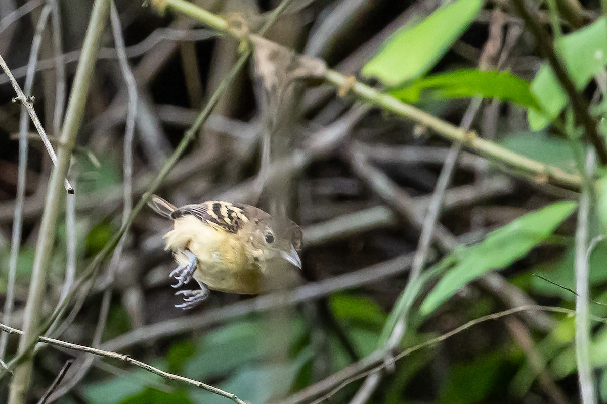 Black-backed Antshrike - ML637304813