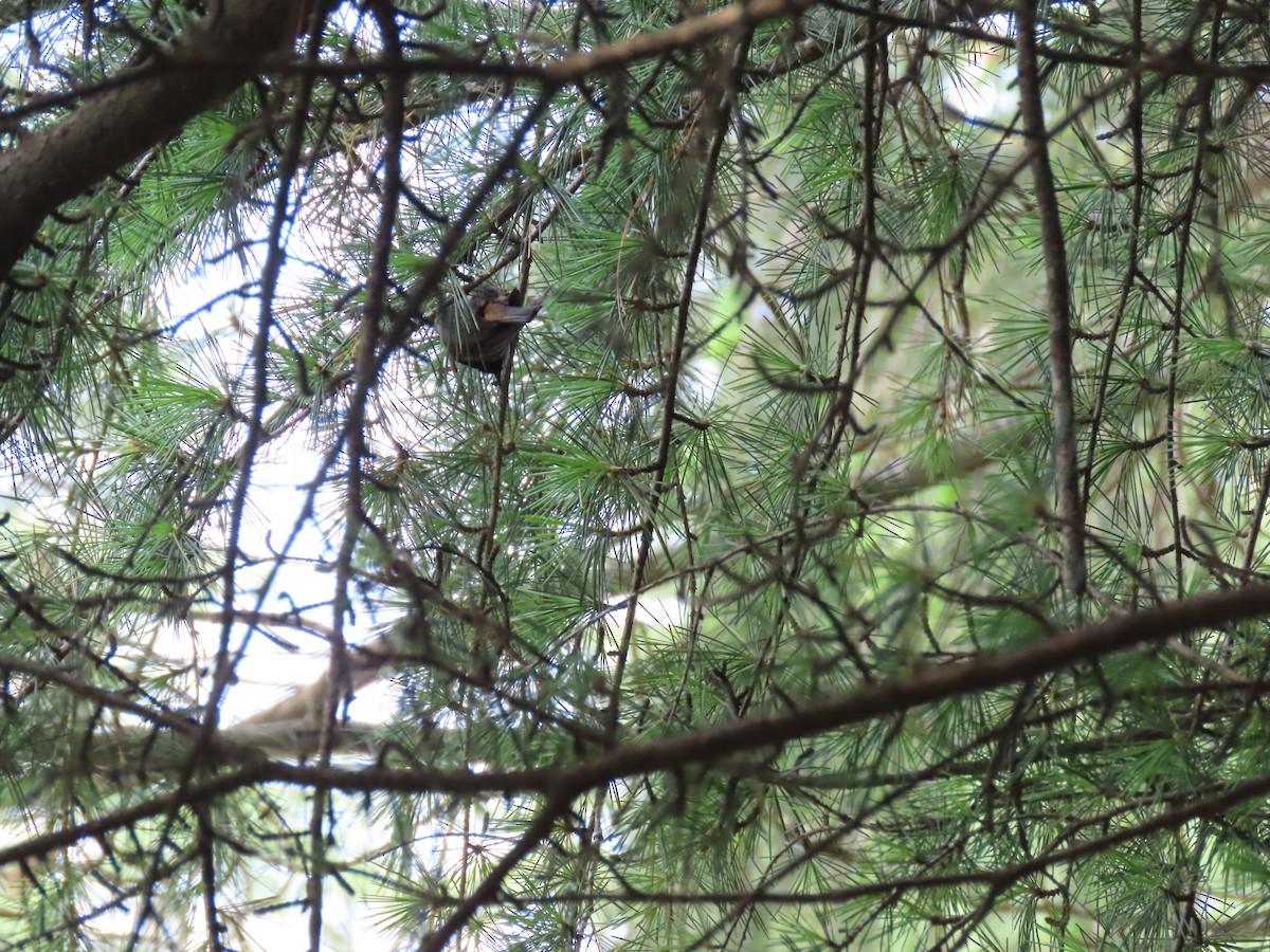 White-cheeked Nuthatch - ML637304834