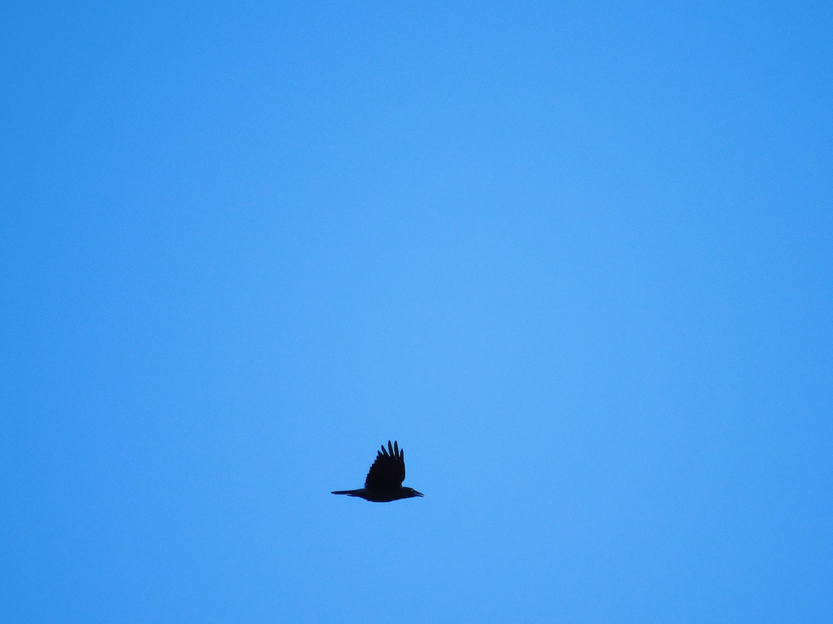 Forest Raven - ML637304896