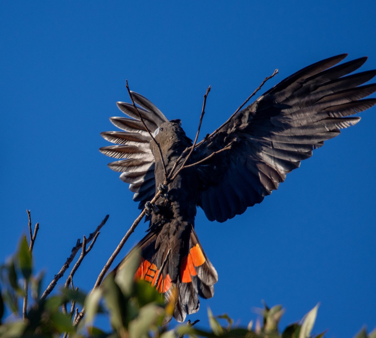 Glossy Black-Cockatoo - ML637304929