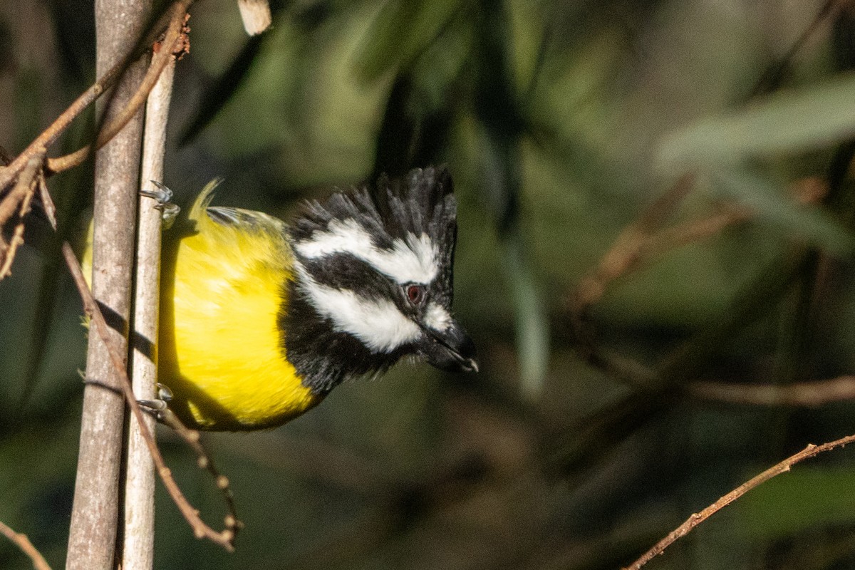 Eastern Shrike-tit - ML637304934