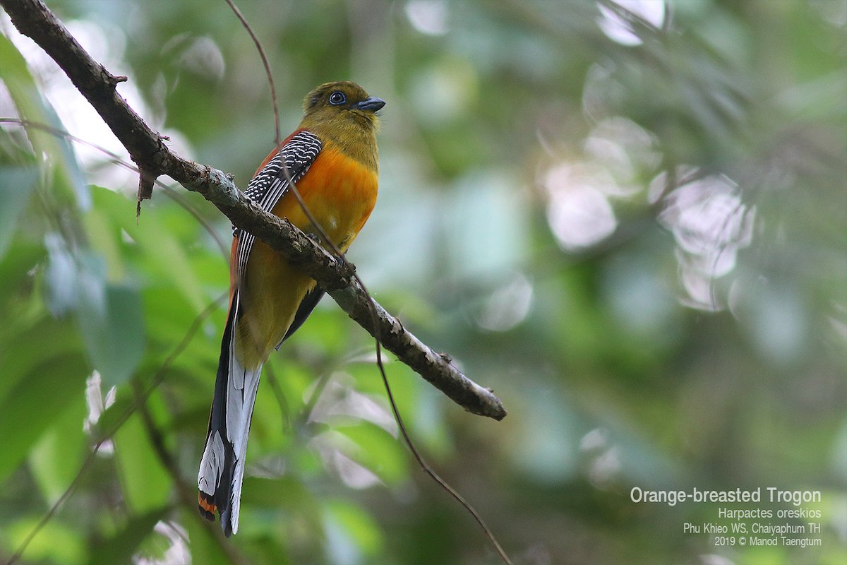 Orange-breasted Trogon - ML637304949