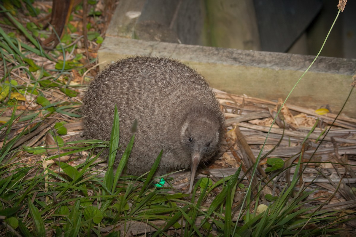 Little Spotted Kiwi - ML637304989