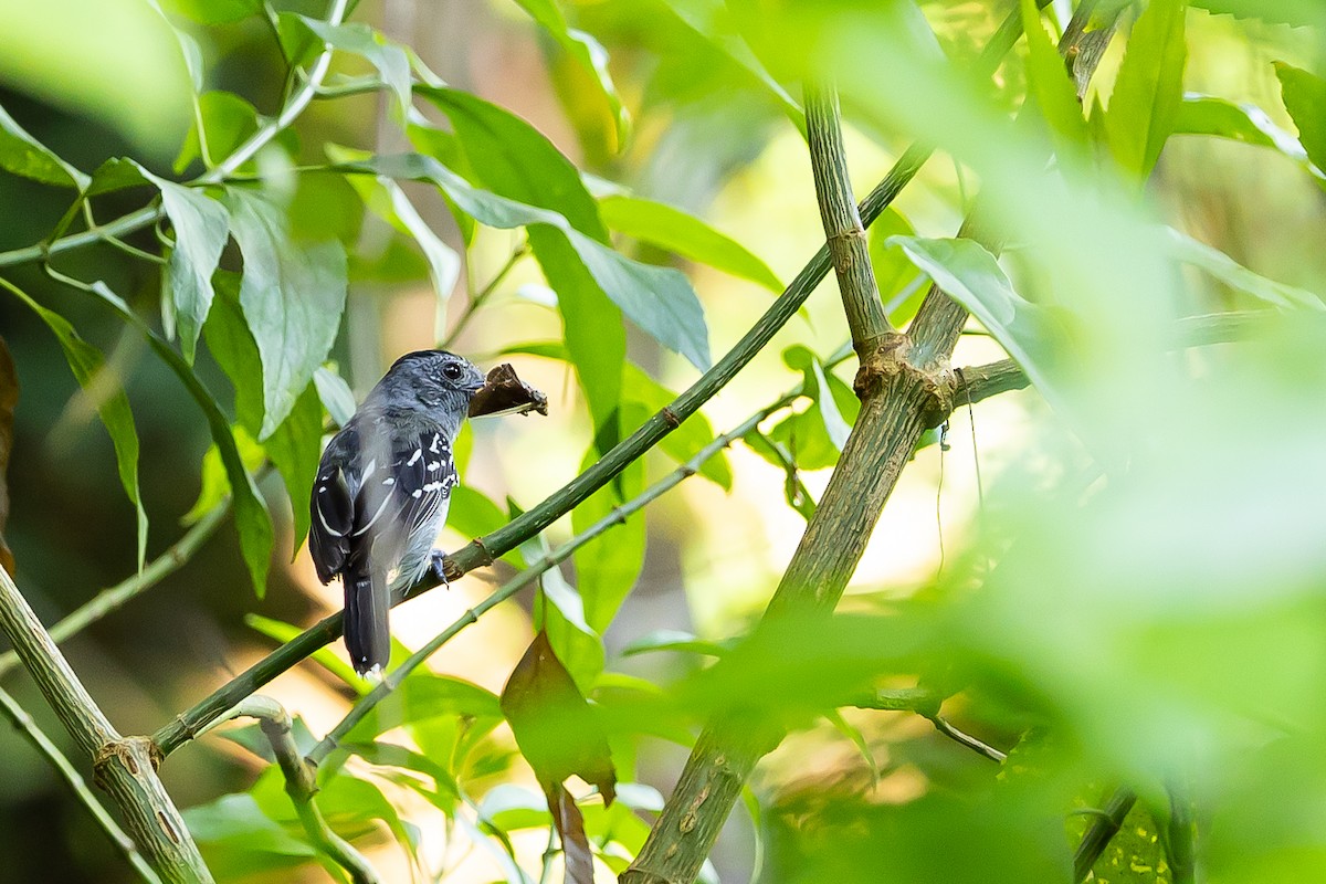Black-crowned Antshrike - ML637304991