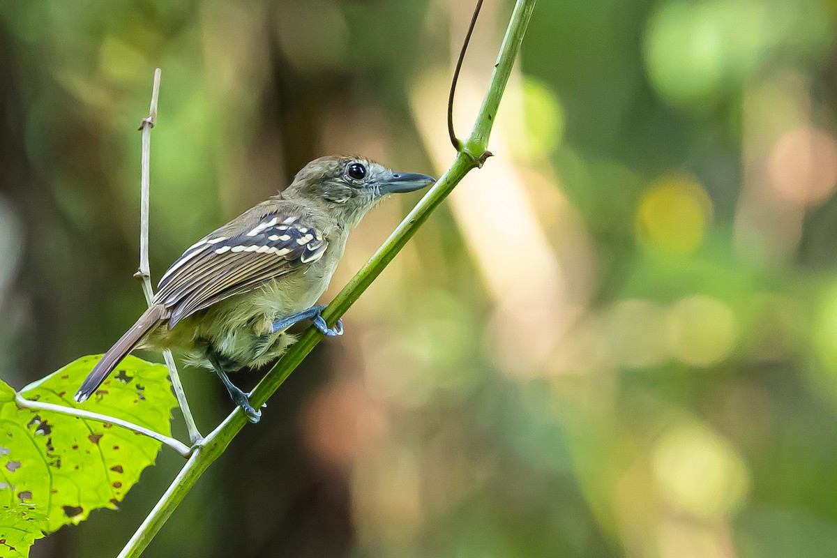 Black-crowned Antshrike - ML637304992