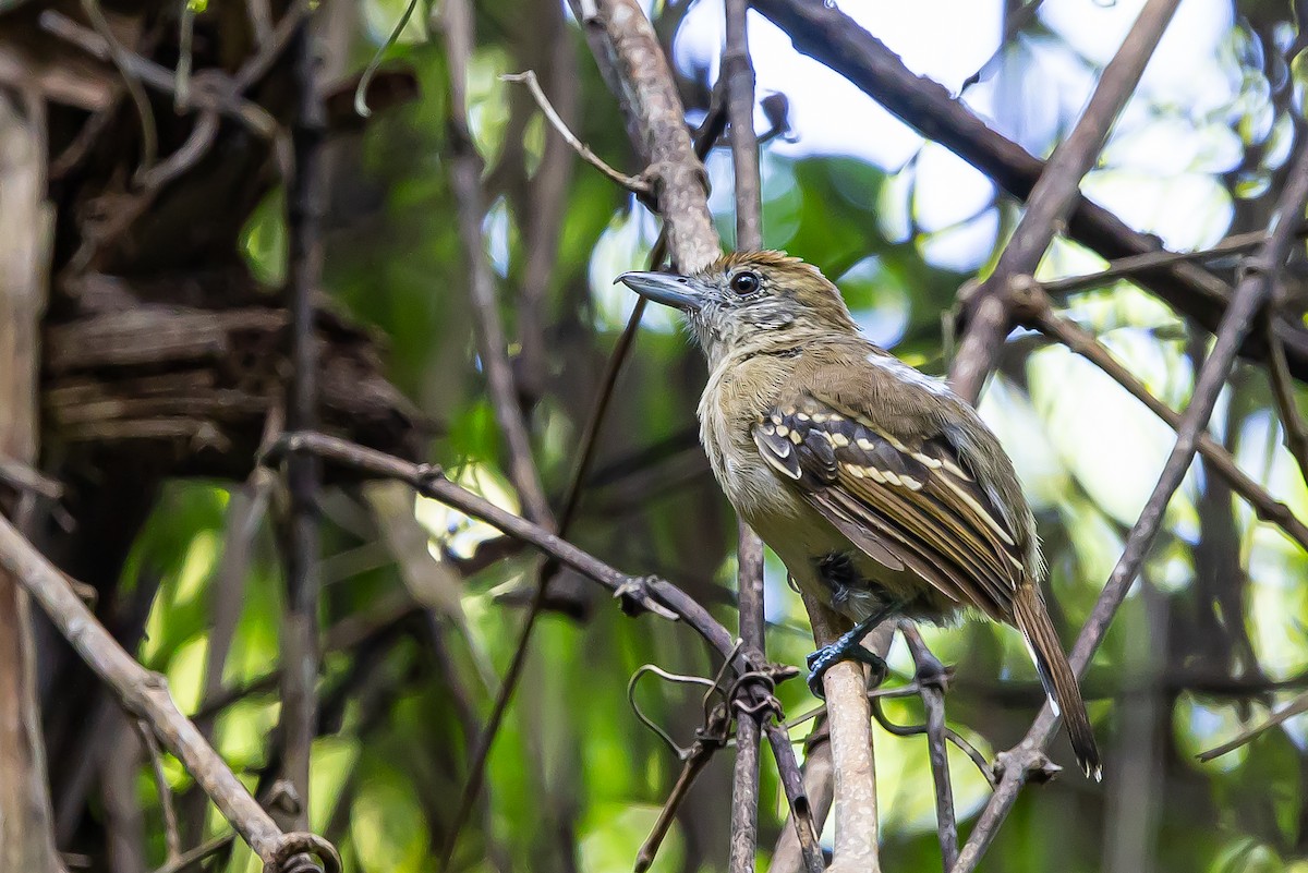 Black-crowned Antshrike - ML637304993