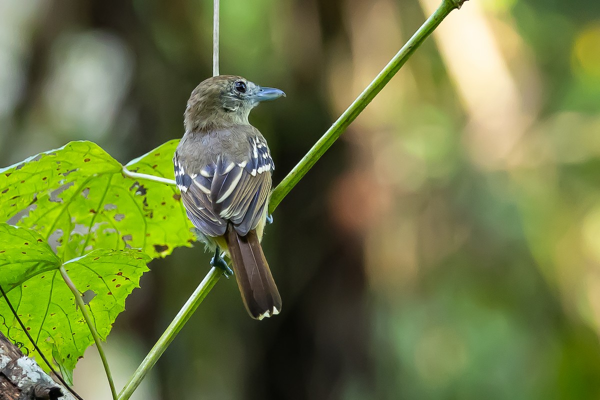 Black-crowned Antshrike - ML637304994