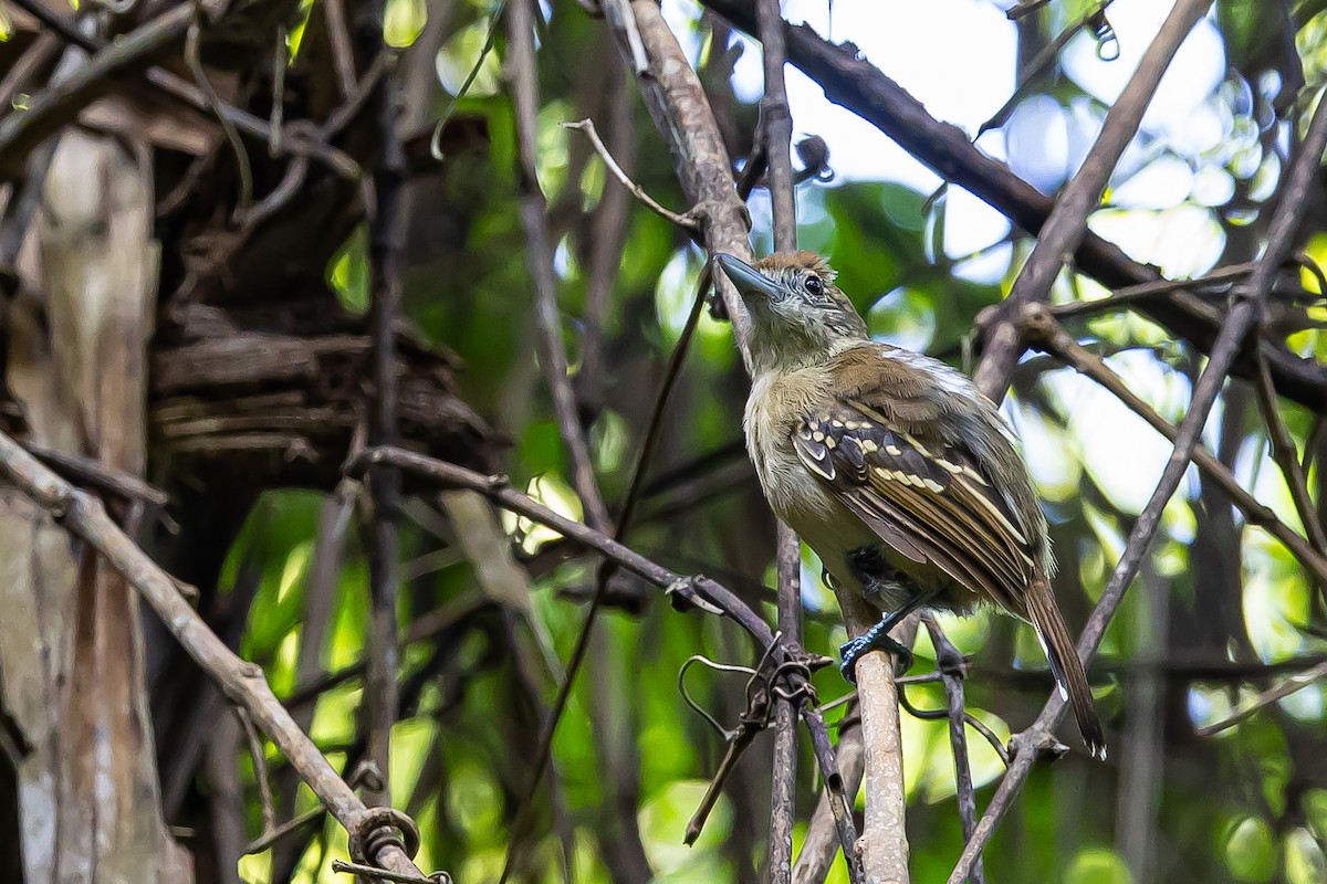 Black-crowned Antshrike - ML637304995