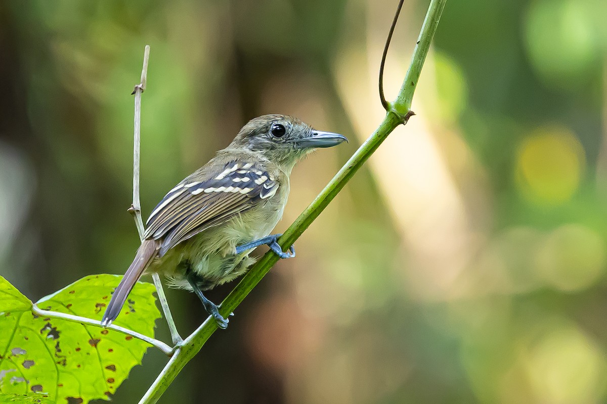 Black-crowned Antshrike - ML637304996
