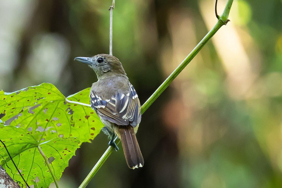 Black-crowned Antshrike - ML637304997