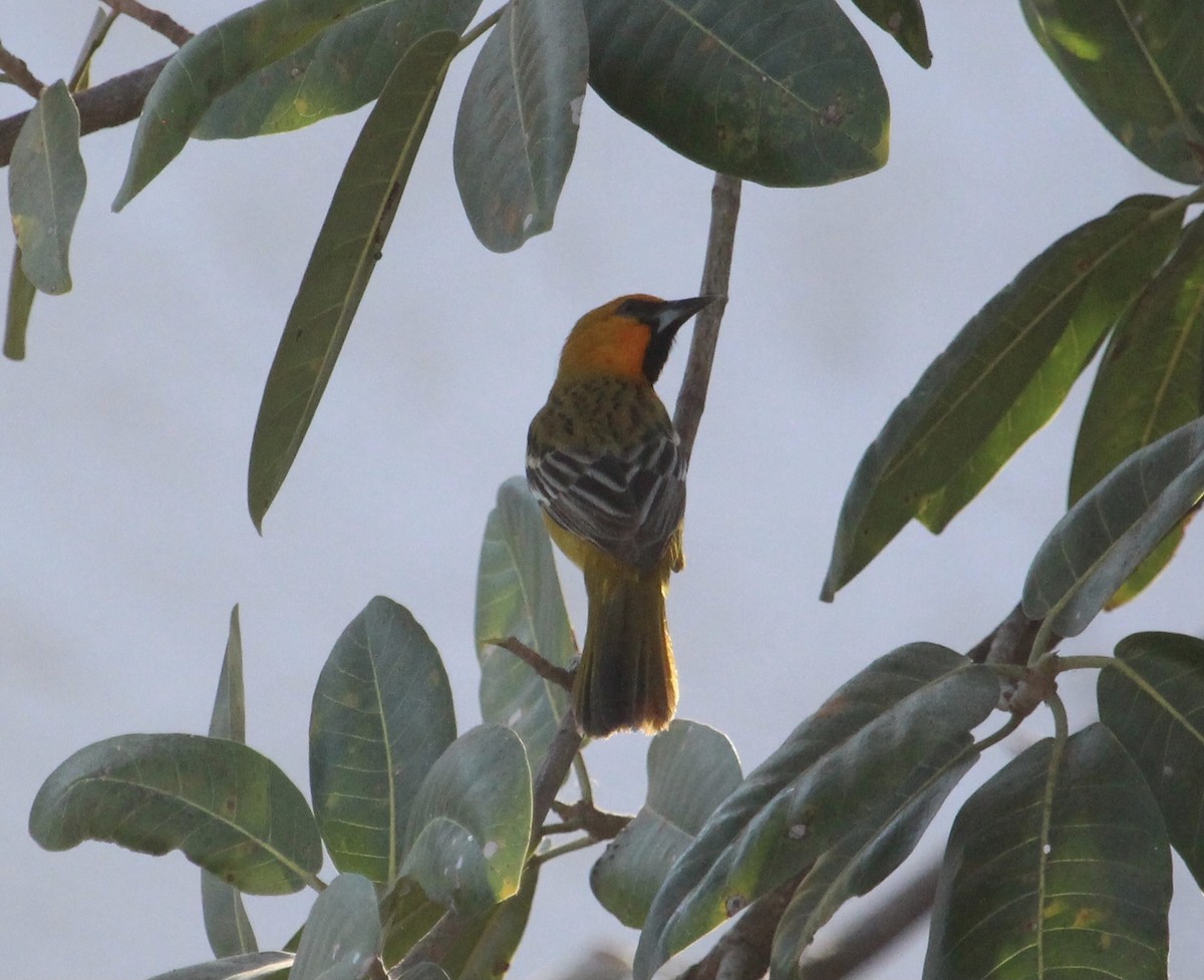 Streak-backed Oriole (West Mexican) - ML637304998