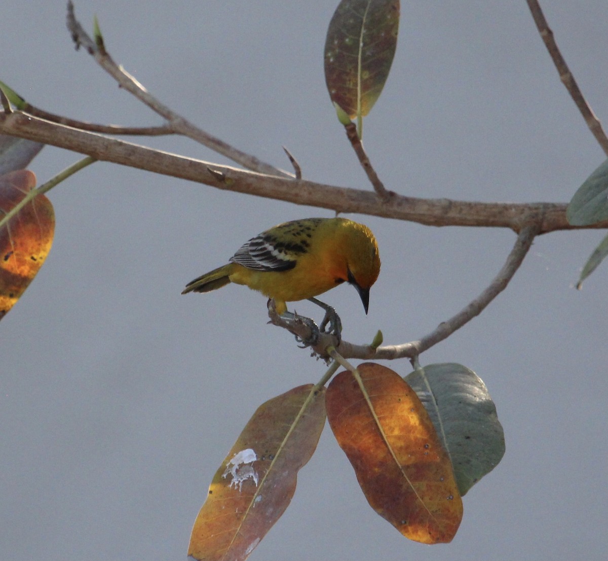 Streak-backed Oriole (West Mexican) - ML637305000