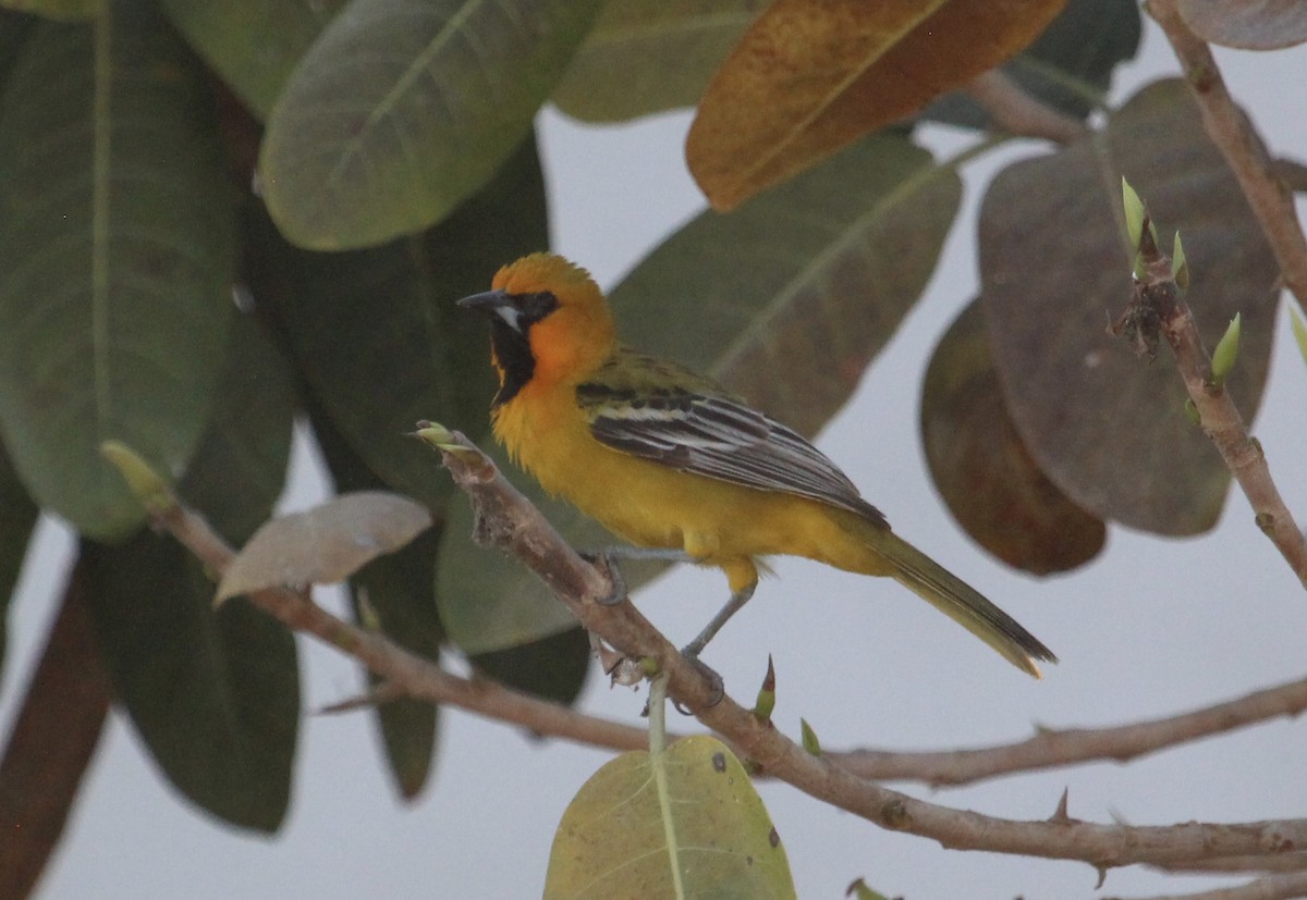 Streak-backed Oriole (West Mexican) - ML637305001