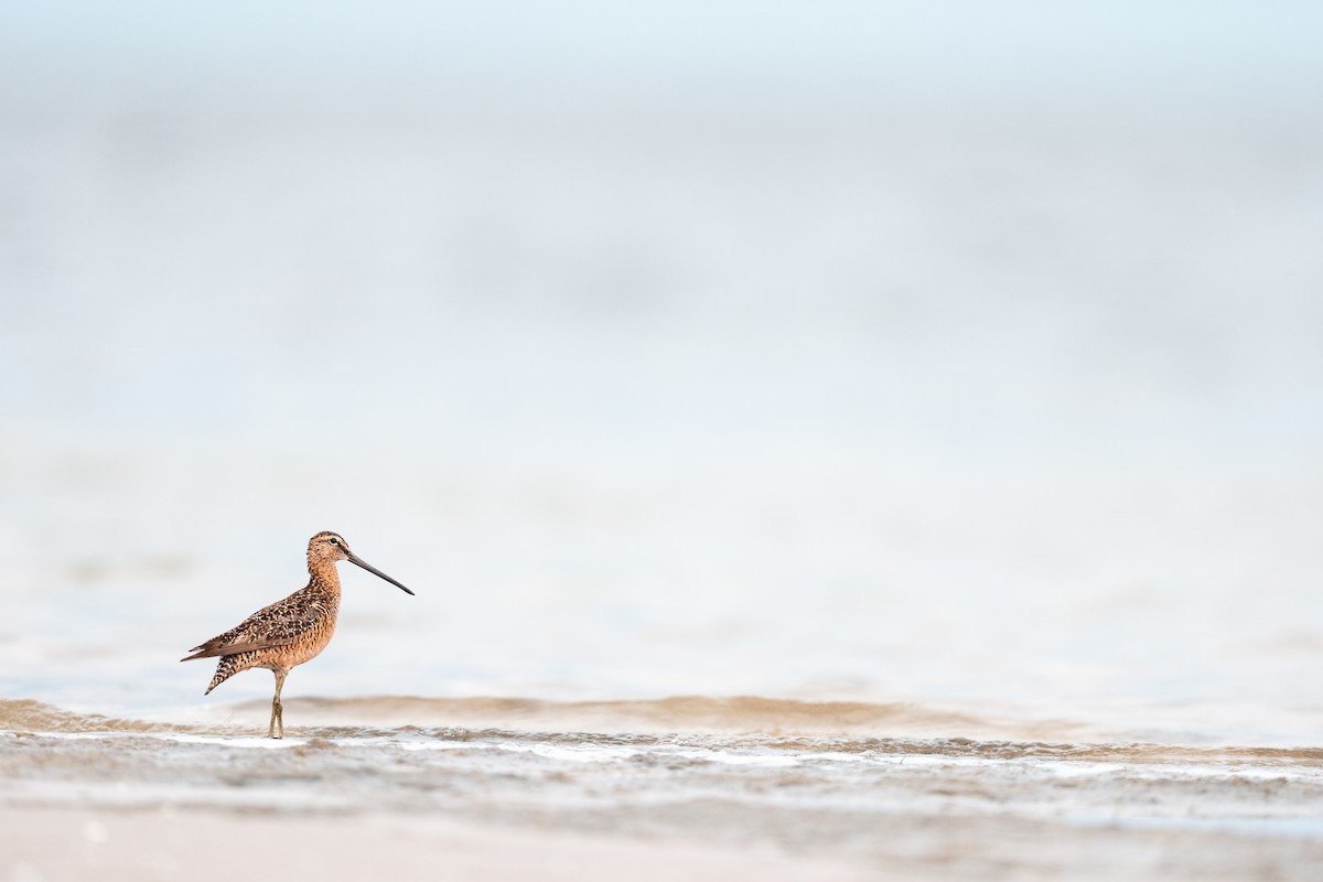 Хараалжин цууцил - ML637305079