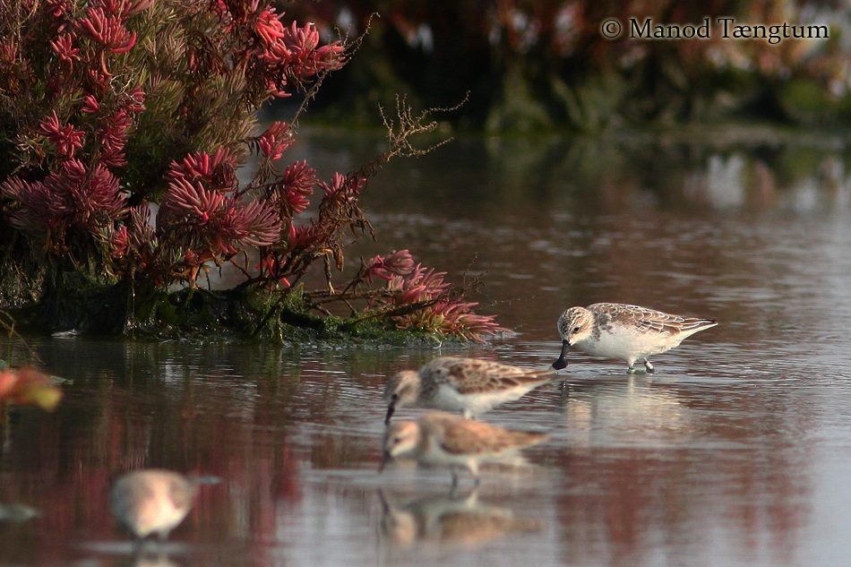 Spoon-billed Sandpiper - ML637305108