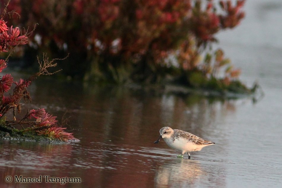 Spoon-billed Sandpiper - ML637305111