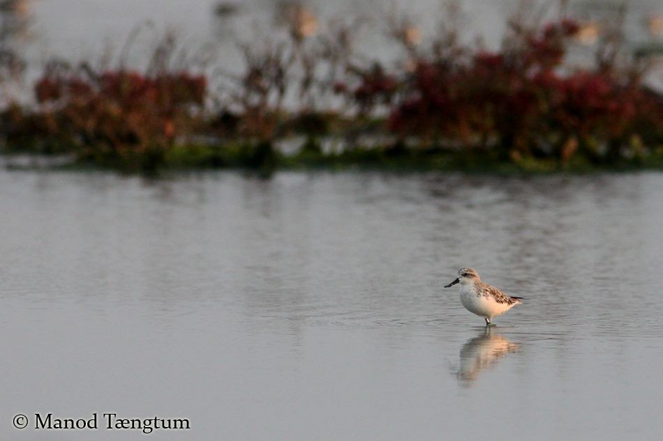 Spoon-billed Sandpiper - ML637305112