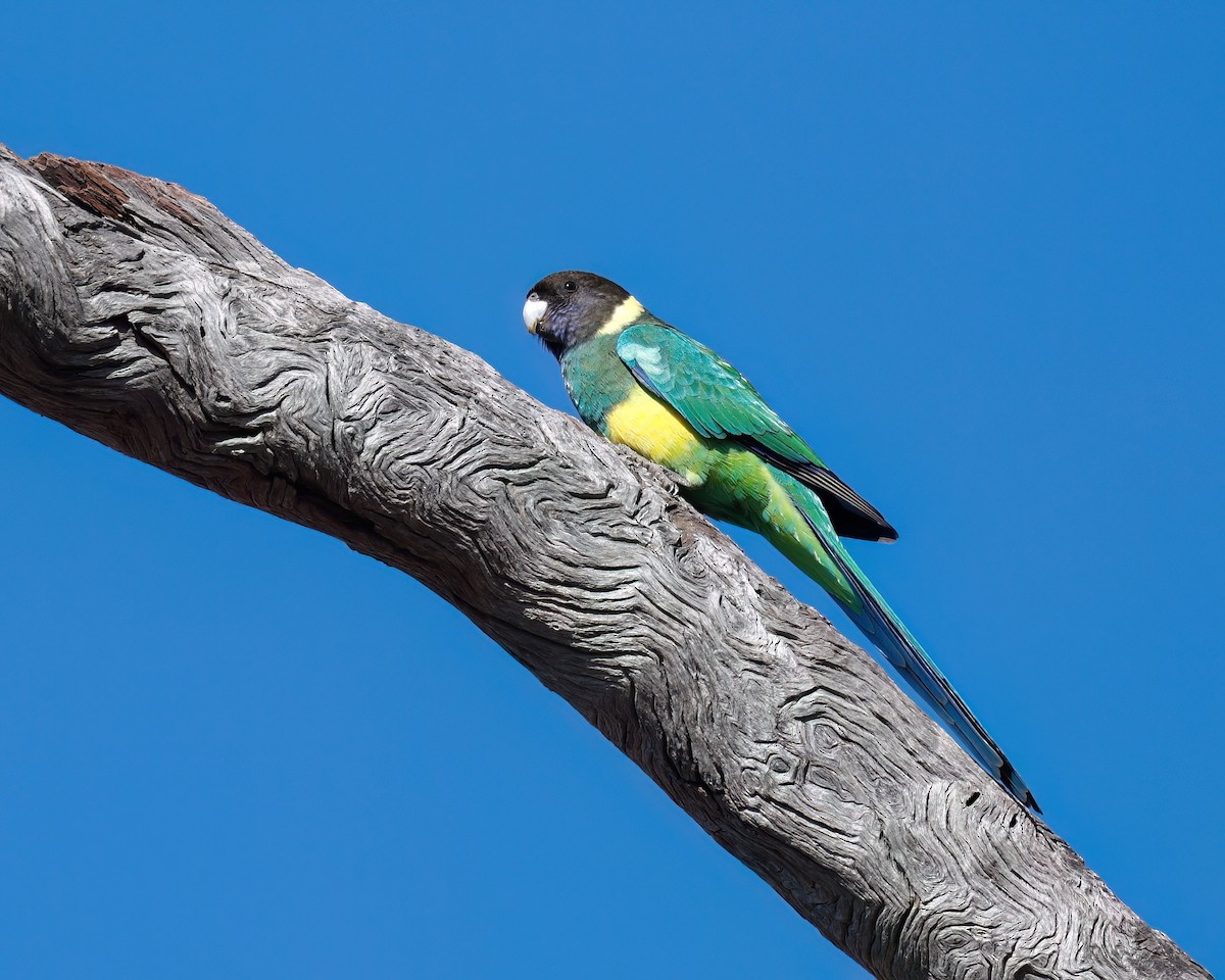 Australian Ringneck (Port Lincoln) - ML637305119